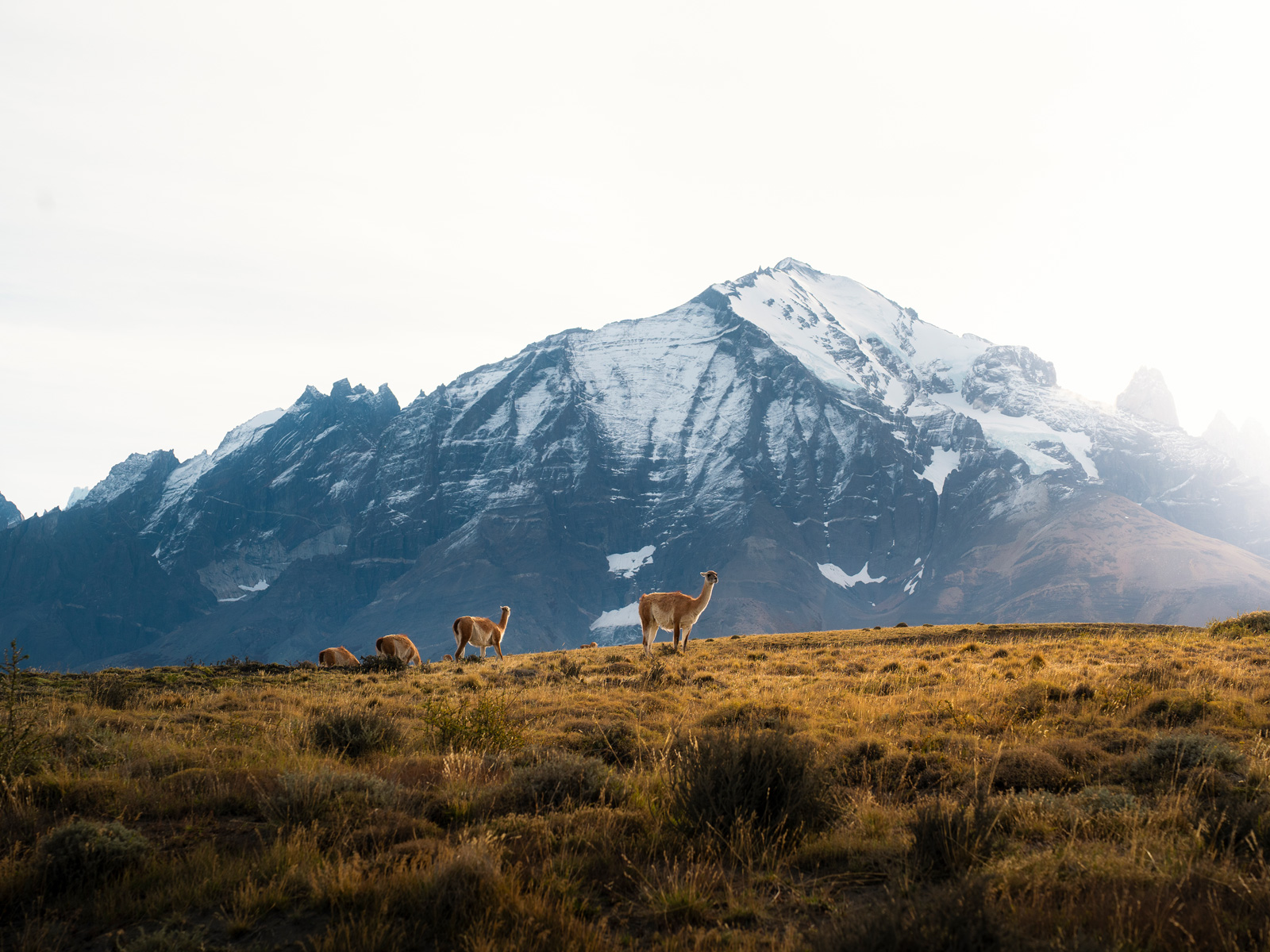 Torres del Paine, Guanaco