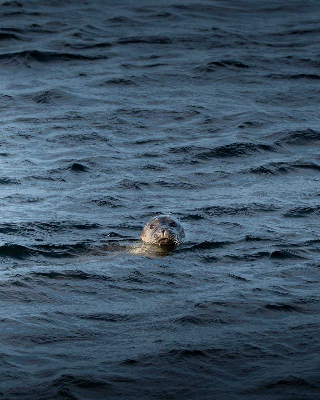 Côte-Nord, Croisière aux baleines, route des baleines, tadoussac
