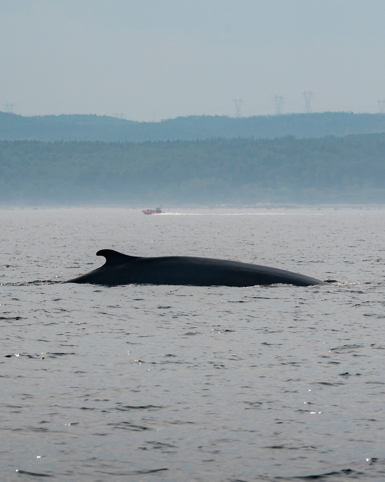 Côte-Nord, Tadoussac, croisière aux baleines