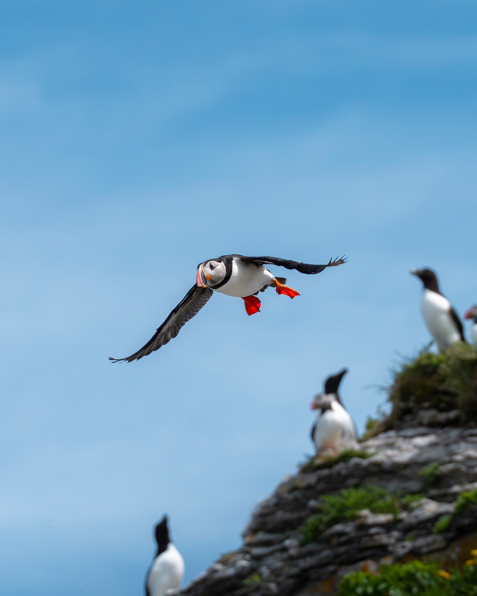Côte-Nord, Longue-Pointe-De-Mingan, Ile aux Perroquets, Quebec