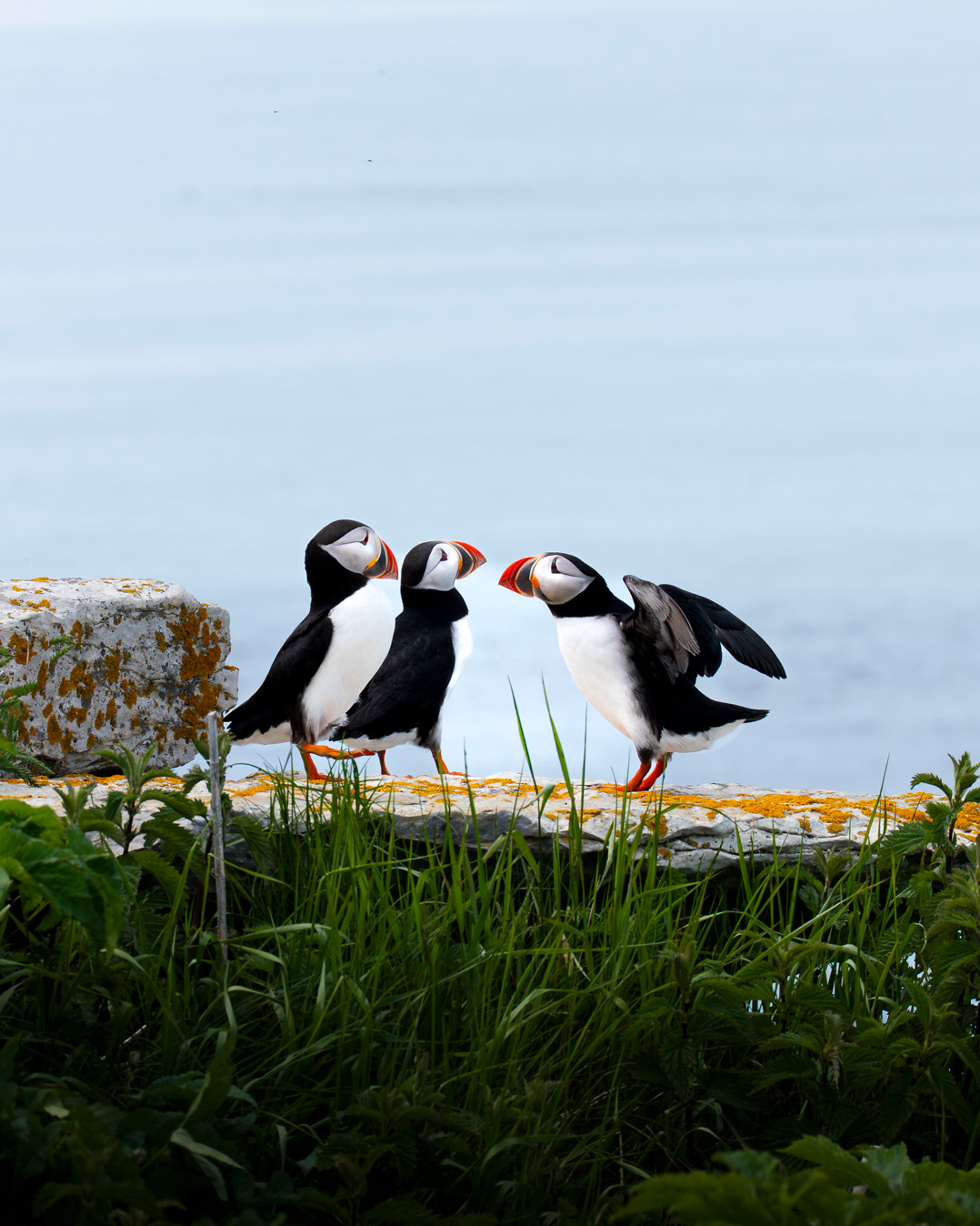 Côte-Nord, Longue-Pointe-De-Mingan, Ile aux Perroquets, Quebec